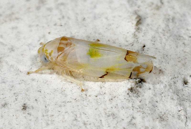 Typhlocybinae : Eurhadina concinna